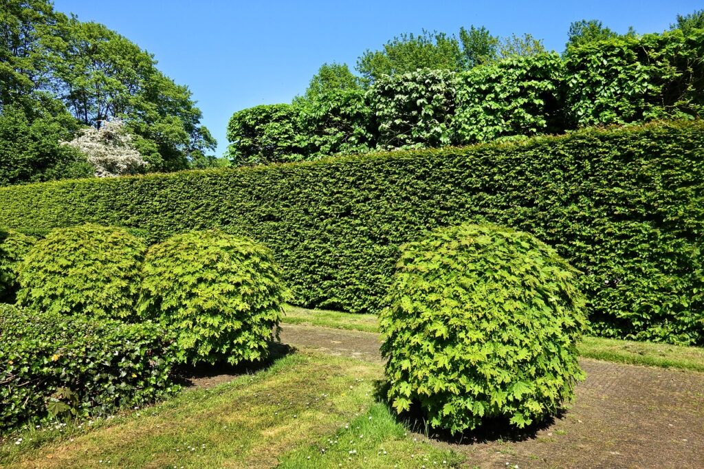 shorn hedge, shorn bush, hedge-3392367.jpg